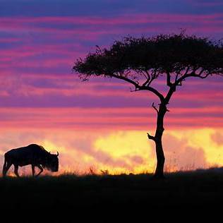 Masai Mara National Reserve