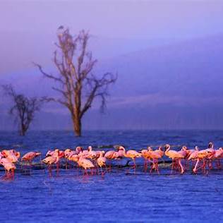 Lake Nakuru